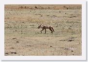 07IntoNgorongoro - 104 * Black-backed Jackal.